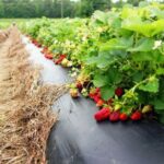 Плівка 40 мкм 1.20м* 500м плівка чорна для мульчування перфорована 3 отвори